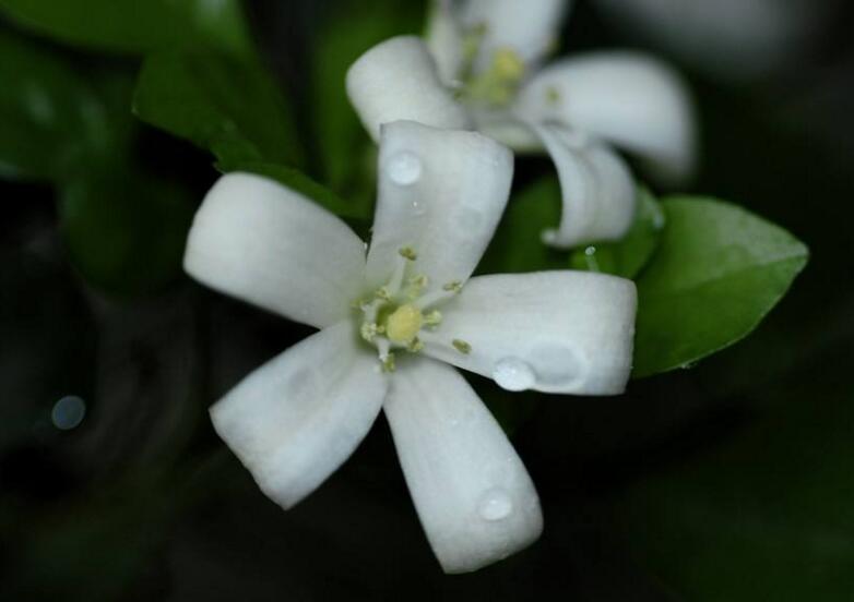 九里香花可以吃嗎，能吃/但是常被當做藥物使用