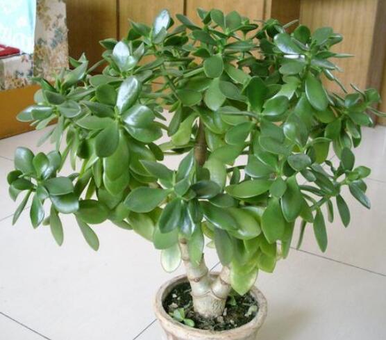 燕子掌能放在室內(nèi)養(yǎng)嗎，能/吸收有害氣體、釋放氧氣(身體健康)