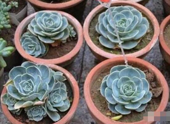 寶石花怎么養(yǎng)，老農(nóng)總結(jié)六大基本養(yǎng)殖方法