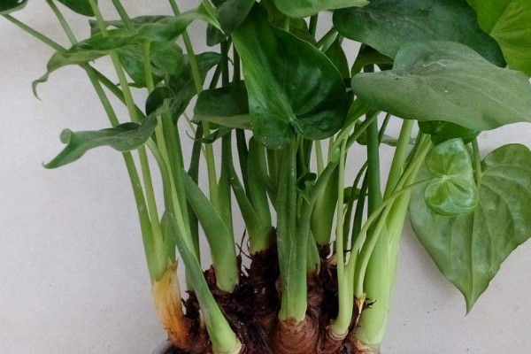 滴水觀音與千手觀音的區(qū)別