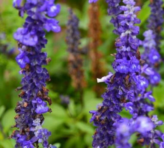 薰衣草葉子干枯怎么辦，教你正確的補救方法