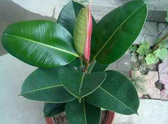 橡皮樹爛根什么原因，橡皮樹爛根怎么辦