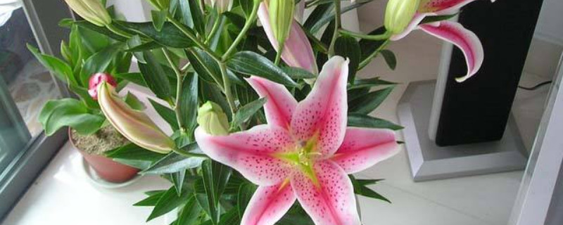 盆栽百合花的養(yǎng)殖方法和注意事項(xiàng)