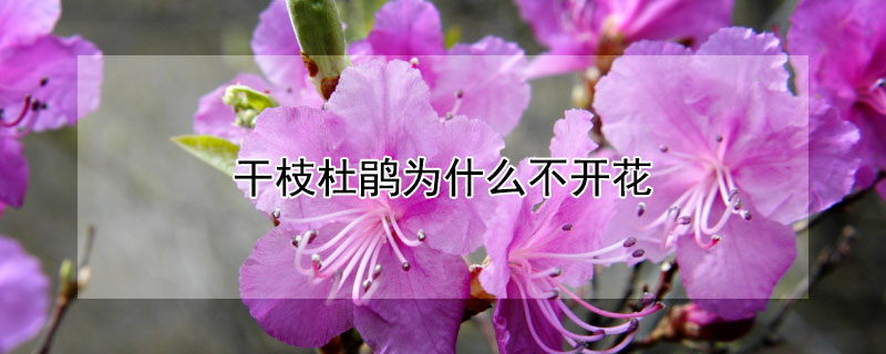 干枝杜鵑為什么不開(kāi)花