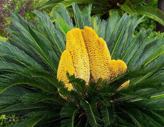 鐵樹開花的征兆，預(yù)示生活美滿、大吉大利