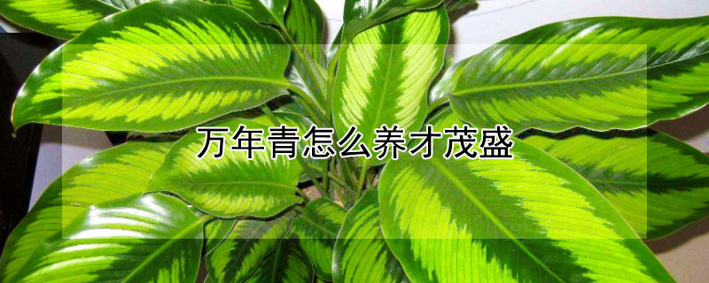 萬年青怎么養(yǎng)才茂盛