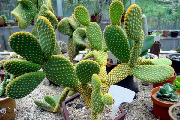 仙人掌花語象征與寓意，象征著堅(jiān)強(qiáng)、剛毅的愛情