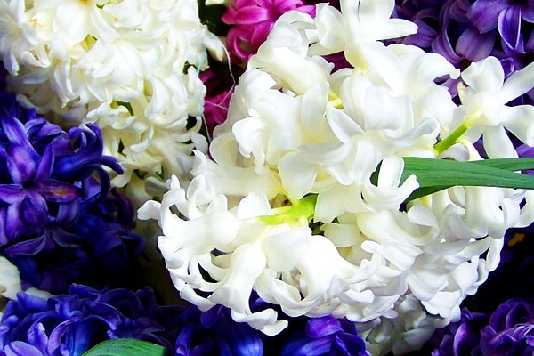 風(fēng)信子秋天會(huì)發(fā)芽嗎