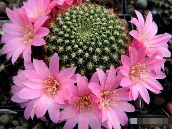 仙人掌的不同品種有哪些，欣賞最好看的六大品種