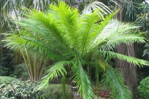 蘇鐵有哪些品種，常見蘇鐵品種介紹