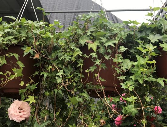 常春藤有什么風(fēng)水作用，常春藤的功效與作用