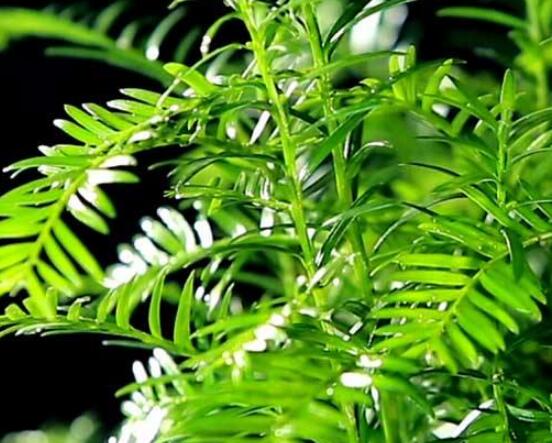 東北紅豆杉與南方紅豆杉有什么區(qū)別，介紹最簡(jiǎn)單的三種區(qū)別方法