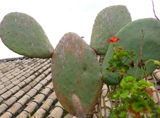 仙人掌的藥用價值，盤點仙人掌八大藥用療效