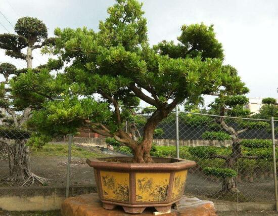 羅漢松怎么施肥，羅漢松施肥方法