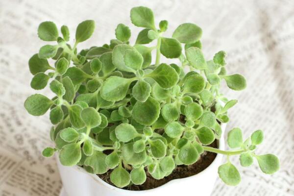 碰碰香有毒嗎，無毒但部分人對香味過敏