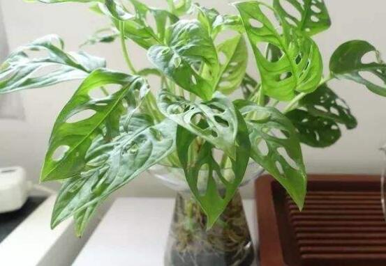 龜背竹水培方法和注意事項，教你超簡單三點步驟/勤換水