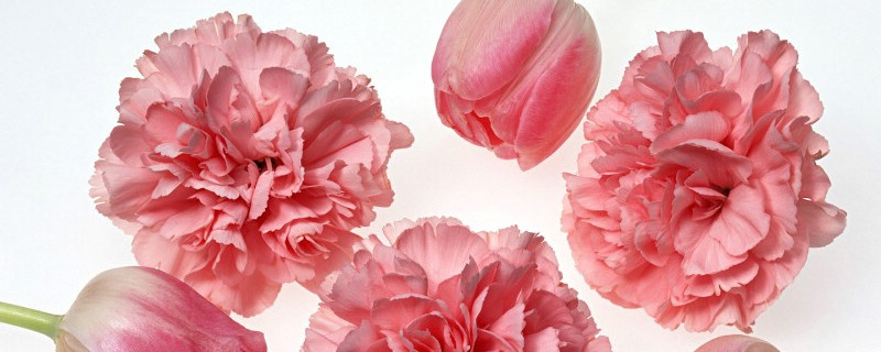 康乃馨小苗什么時(shí)候移栽