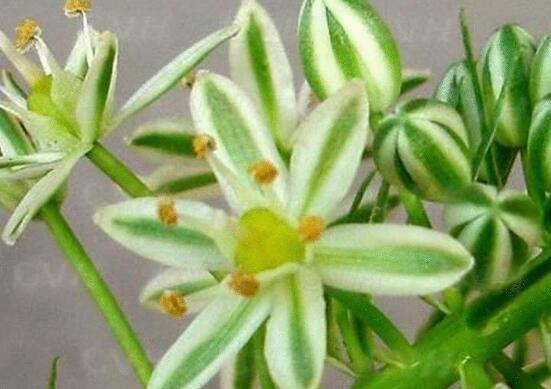 萬(wàn)年青種類(lèi)及圖片大全，盤(pán)點(diǎn)做好看的六大種類(lèi)