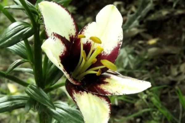 香水百合冬季怎樣養(yǎng)護(hù)