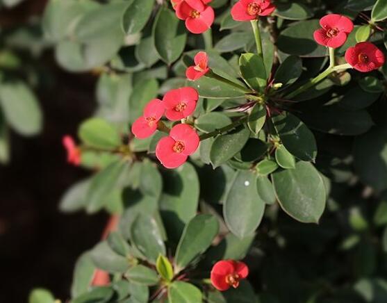 大葉虎刺梅怎么養(yǎng)，保證足量光照/溫暖濕潤(rùn)環(huán)境