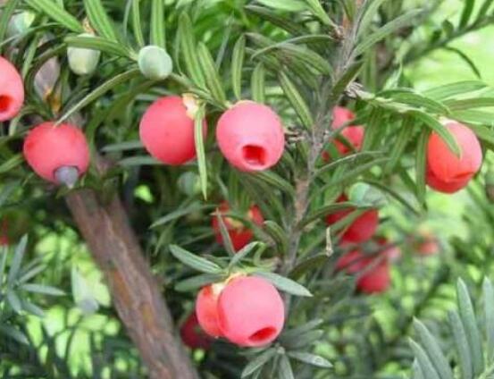 家養(yǎng)紅豆杉有什么好處，延年益壽、身體健康、長壽幸福