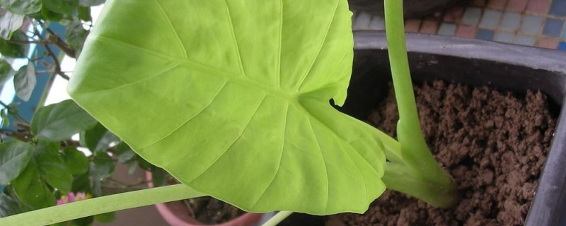 滴水觀音怎么護(hù)理