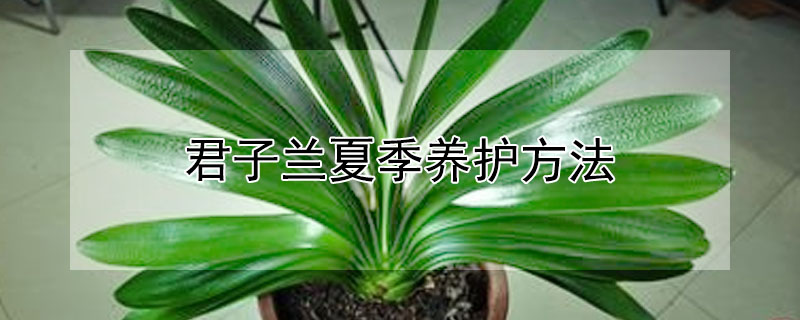 君子蘭夏季養(yǎng)護(hù)方法