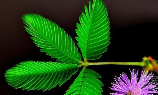 常碰含羞草有毒嗎，導(dǎo)致頭發(fā)眉毛發(fā)黃脫落(最好避免)