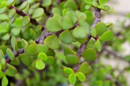 燕子掌葉子變軟怎么辦，教你最常見兩種解決辦法(光照與施肥)