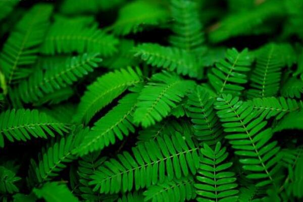 含羞草什么時候澆水，在溫度適宜的時候澆水