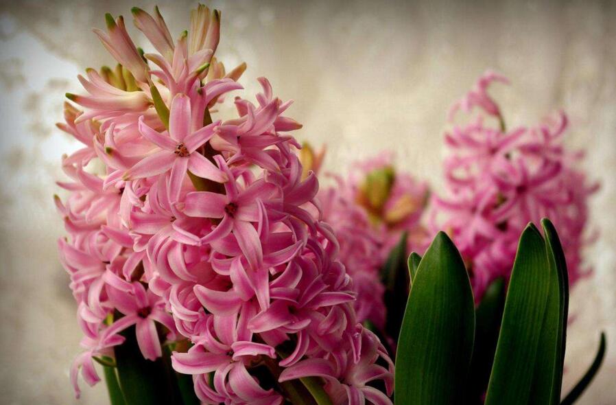 風(fēng)信子的傳說，古希臘神話中的爛漫之花