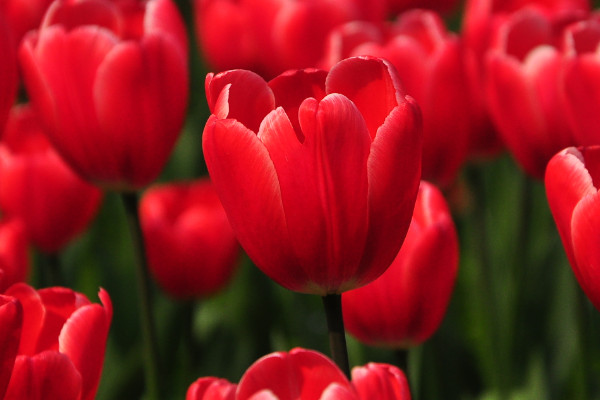 郁金香花開(kāi)多久凋謝