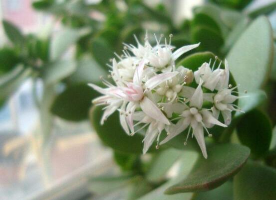 玉樹可以放在室內(nèi)嗎，小心碰觸導(dǎo)致瘙癢、腫痛(有毒)