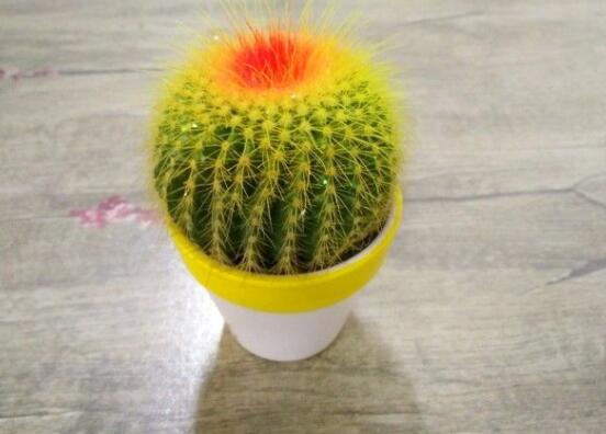 仙人球的擺放風水，陽臺、玄關(guān)、書房為風水最好