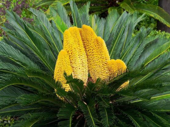 鐵樹(shù)開(kāi)花好不好，象征著幸福、吉祥、富貴