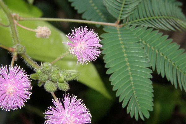 含羞草能在臥室養(yǎng)嗎