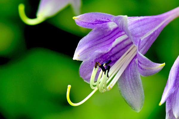 紫羅蘭為什么會(huì)變顏色