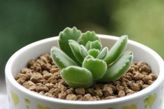 熊童子葉斑病怎么辦，及時(shí)摘除病葉、噴灑藥物治療