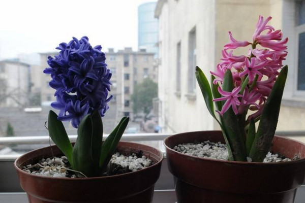 風(fēng)信子的花語(yǔ)