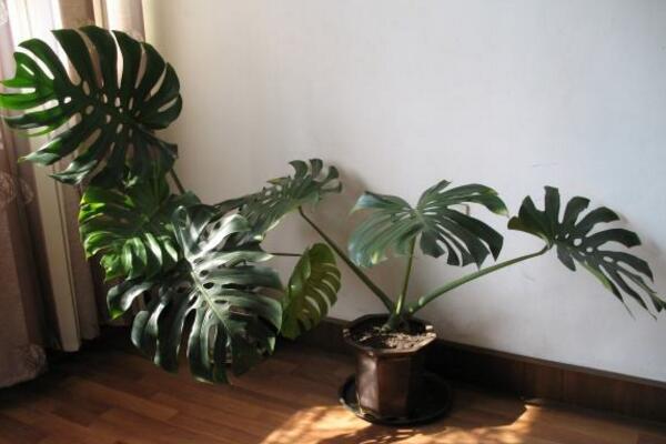 龜背竹的繁殖方法圖解，扦插、分株、播種三種方法