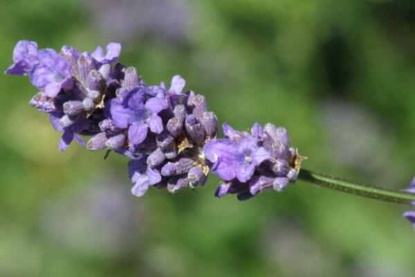 薰衣草適合送什么人，送給朋友、戀人