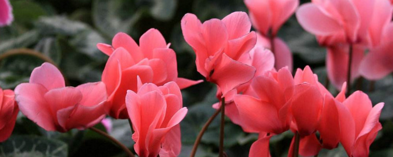 仙客來花怎么養(yǎng)