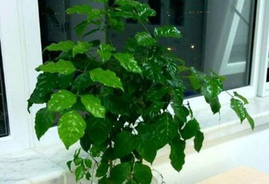 幸福樹怎么繁殖，教你三種繁殖方法(播種/壓條/扦插)