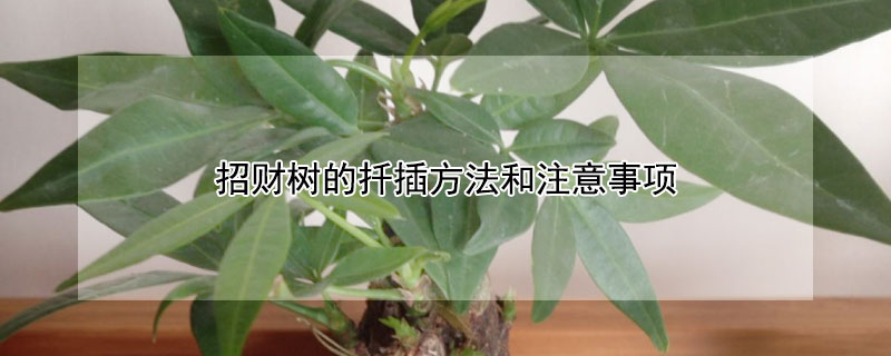 招財(cái)樹的扦插方法和注意事項(xiàng)