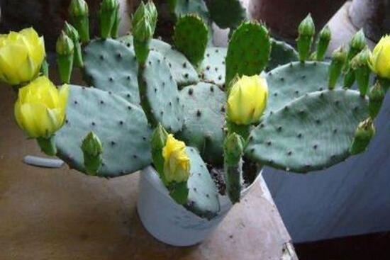 仙人掌幾年開花一次，短則3-5年開花/長則十幾年