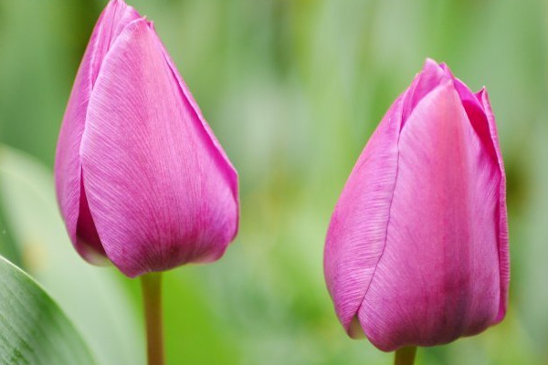 郁金香種球多久發(fā)芽