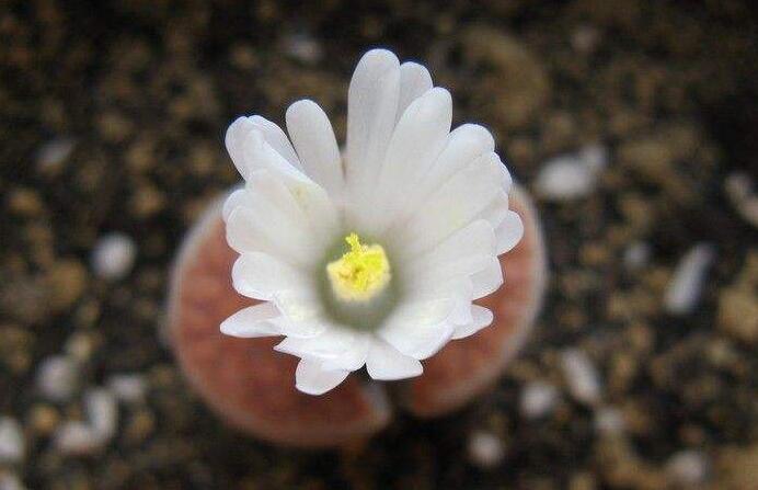 生石花用什么土最好，適宜的土壤配制