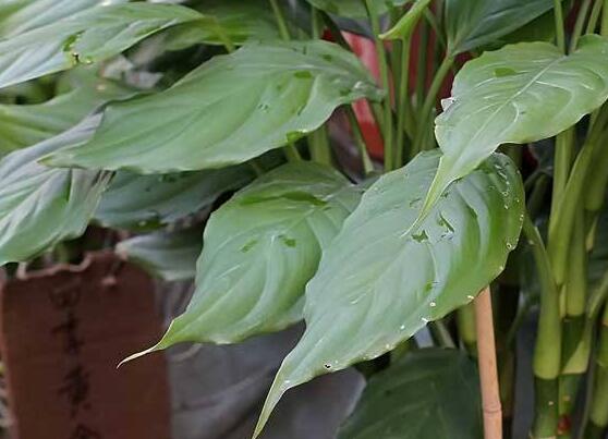 萬年青的作用，凈化空氣、利尿、解毒