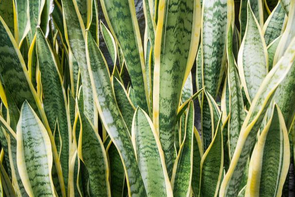 虎皮蘭可以放陽(yáng)臺(tái)曬嗎