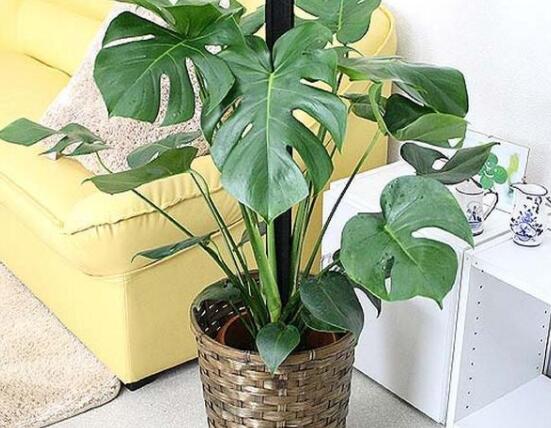 龜背竹好養(yǎng)嗎，老農(nóng)總結(jié)最好養(yǎng)的六點(diǎn)基本方法